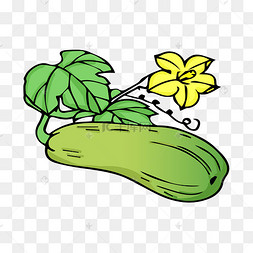 绿色西葫芦蔬菜