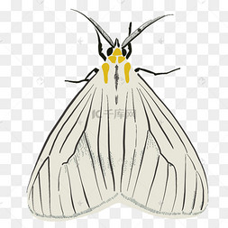 白色的飞蛾免抠图