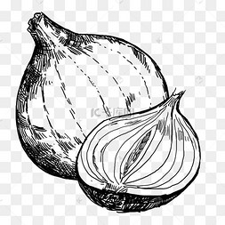 线描洋葱手绘插画