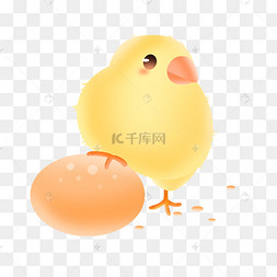 脚踩鸡蛋的小鸡