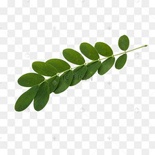 一支植物树枝