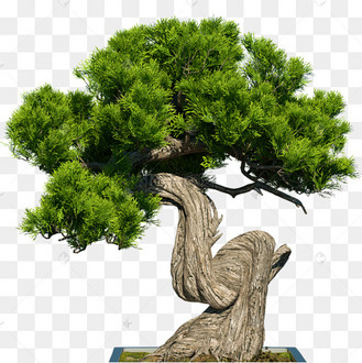 松柏盆栽图片_松柏盆栽设计图片素材大全-千库网