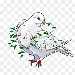 手绘和平鸽