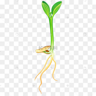 豆芽植物萌芽