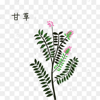 中药材甘草摄影图