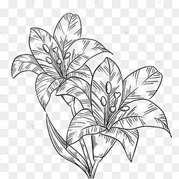 线描芬芳的百合插画