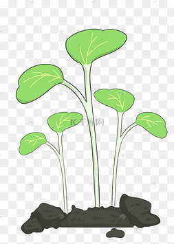 手绘萌芽种子
