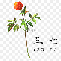 手绘彩色中药三七装饰画