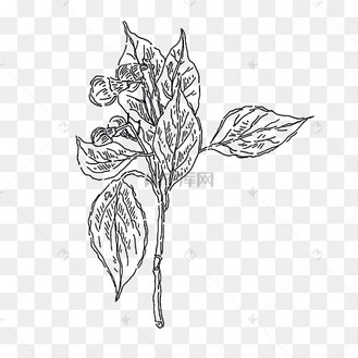 黑白手绘线条香樟叶子