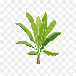 蕉树png素材
