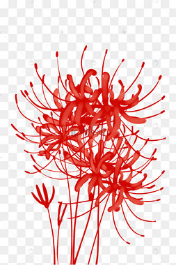 ps笔刷彼岸花图片-ps笔刷彼岸花图片素材免费下载-千库网