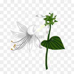 一朵白色玉簪花