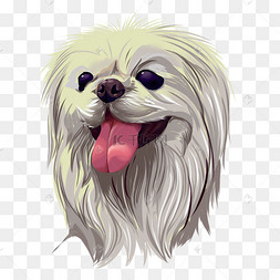 宠物狮子狗
