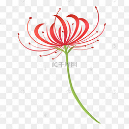 红色细长花瓣彼岸花