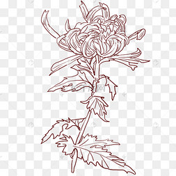 手绘菊花线描花卉