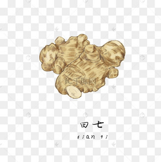 手绘彩色中药田七装饰画
