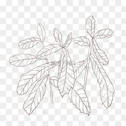 花叶苦菜线描插画
