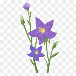 手绘桔梗草本植物插画