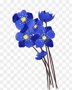 水彩植物蓝色花朵