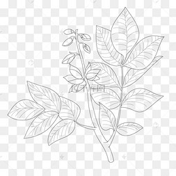 线描草药药材鸡血藤