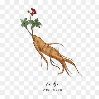 手绘彩色中药山人参装饰画