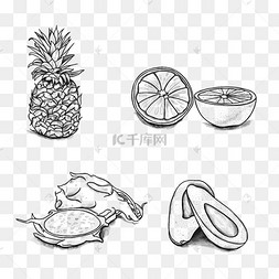 素描线稿热带水果