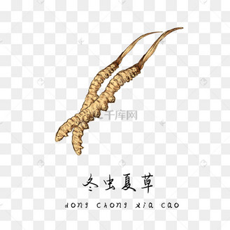 手绘彩色中药冬虫夏草装饰画