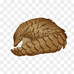 硬壳动物穿山甲