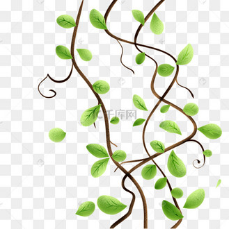 绿色的树藤