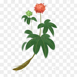 实物三七花苗族跳舞女士蓝色花边矢量苗族花纹手绘彩色中药三七装饰画