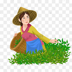 采茶叶的采茶女