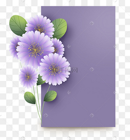 千头菊紫色图片