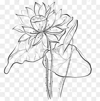 线条荷花