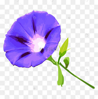 紫色喇叭花