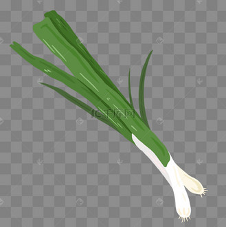 蔬菜绿色大葱插画