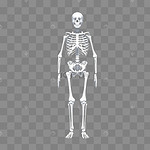 人体骨骼图片 人体骨骼图片素材免费下载 千库网
