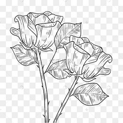 线描玫瑰手绘插画