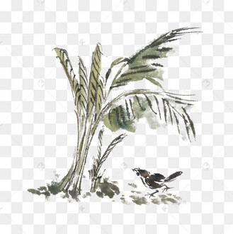 芭蕉树图片_芭蕉树设计图片素材大全-千库网