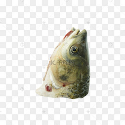 青岛湖鱼头图片-青岛湖鱼头图片素材免费下载-千库网
