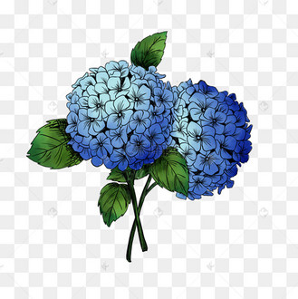 手绘绣球花蓝色大朵
