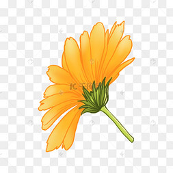 手绘金盏花