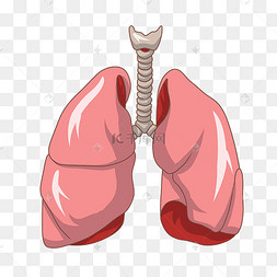 肺的卡通