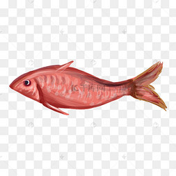手绘海鲜红杉鱼插画