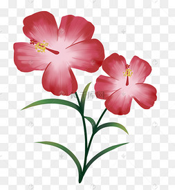 红花插图