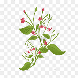 绿色中药草药使君子