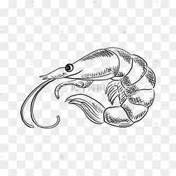 虾卡通手绘线稿素材
