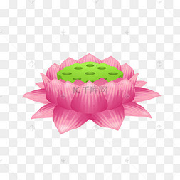 佛教莲花