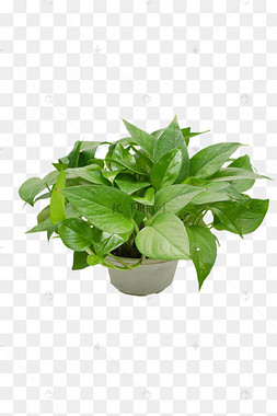 ps花卉绿植花卉