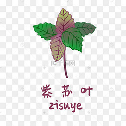 手绘彩色中药紫苏叶装饰画
