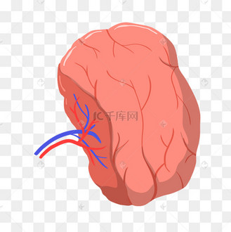 脾脏手绘图片_脾脏手绘设计图片素材大全-千库网